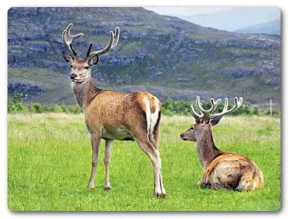 Jammu and Kashmir State animal, Hangul, Cervus elaphus hanglu